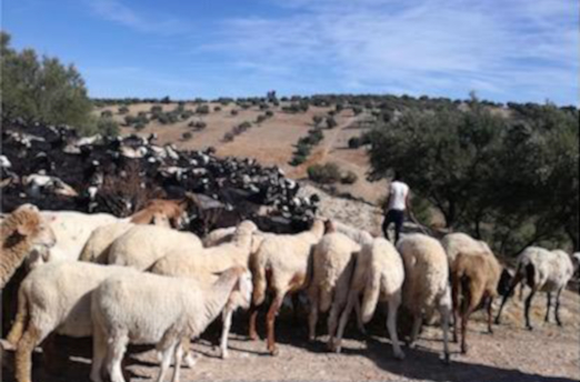 El pozo en Marruecos, donado por nuestra Iglesia